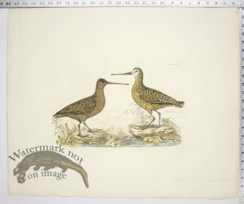 Sabines Snipe & Brown Snipe, Summer Plumage